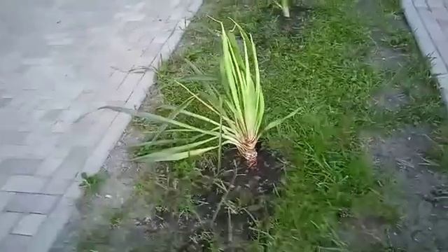Юкка садовая от соседки Инны с улицы Советская
