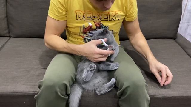 Как правильно подстричь когти домашней кошке? #котики #полезно