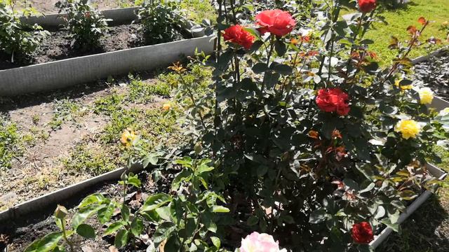 Блаженство : цветут мои розы. смотреть онлайн