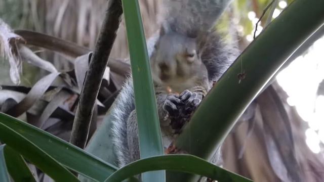 катерица смотреть онлайн