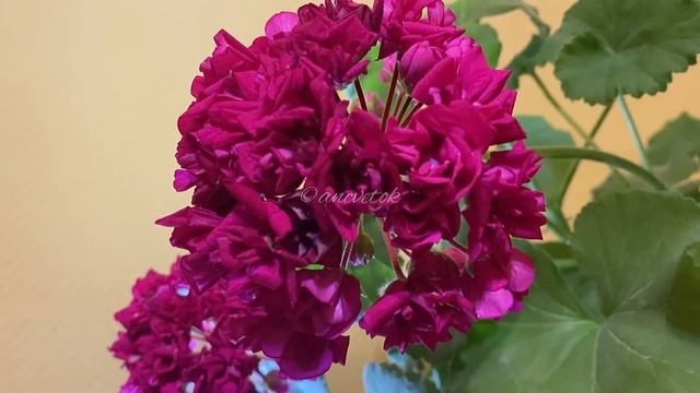 Hope JP Bartlett смотреть онлайн