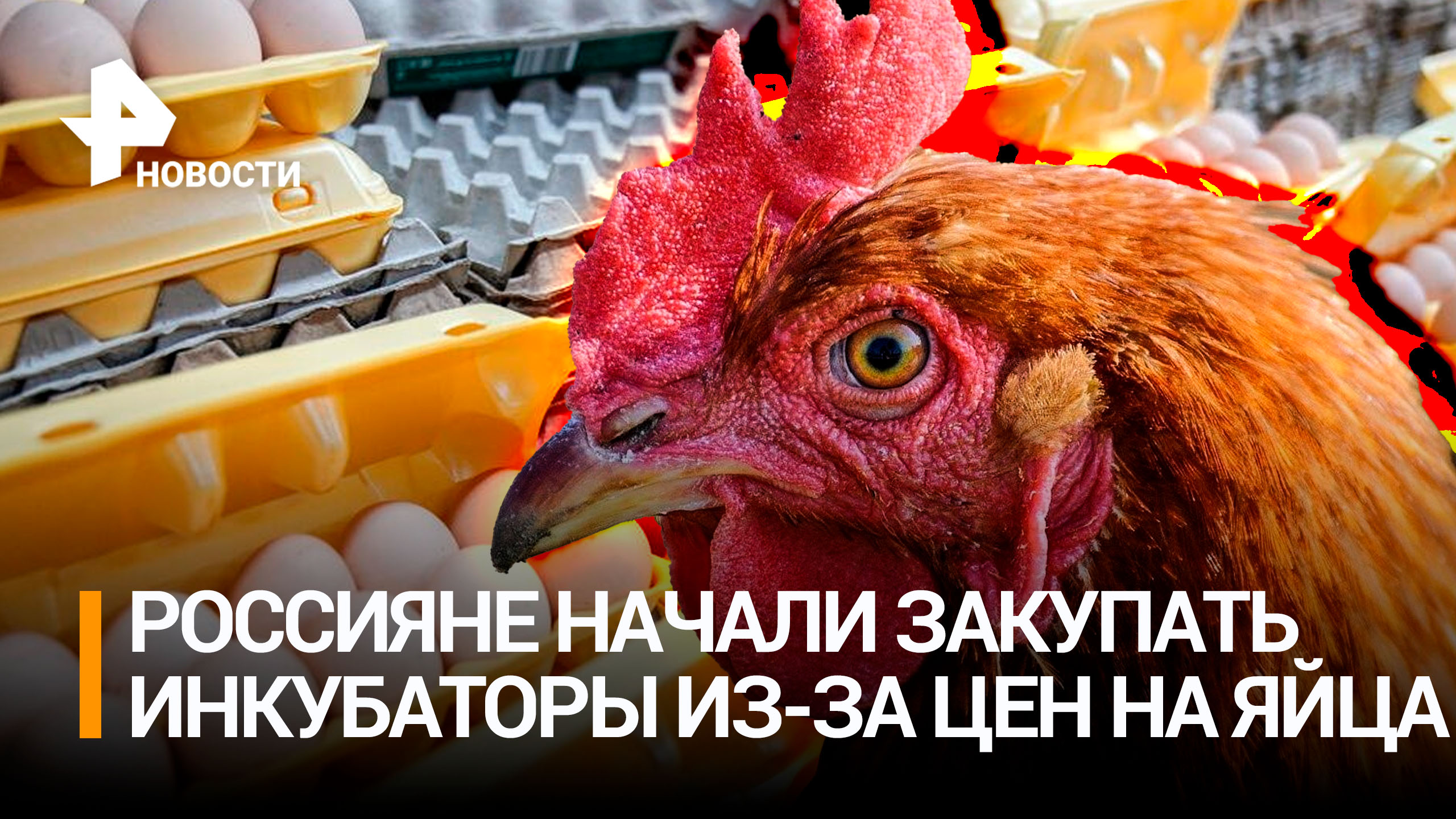 В России увеличились продажи инкубаторов на фоне подорожания яиц / РЕН Новости