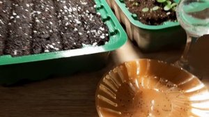 ПОСЕВ БАЛЬЗАМИНА УОЛЛЕРА ДЛЯ НАЧИНАЮЩИХ.ВСЕ НЮАНСЫ И ТОНКОСТИ.