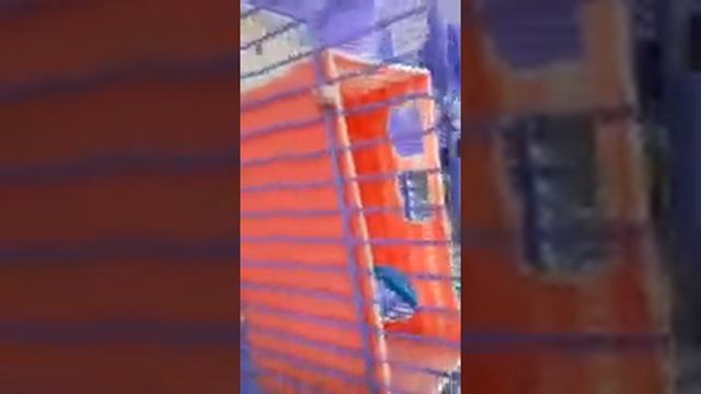 Хомячок Хомми! Что кушают хомяки?