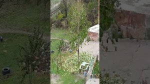 С деревьев листья опадают, ёксель-моксель - in real time