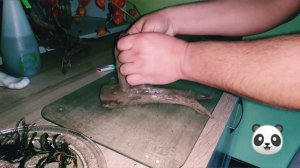 Как прикрепить Анубиасы ,Буцефаландры ,Папоротники к Коряге !!!