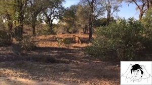 Бегемот атакует машину и на него нападают львы