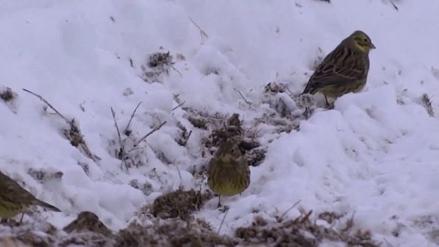 Птицы зимой: наблюдения или Какие опасности подстерегают на кормушках зяблика и других пташек