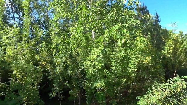 Вывозим ПАСЕКУ на точки, платформа для перевозки ульев. смотреть онлайн