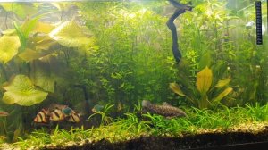 #аквариумнаявода #жара 4 способа понизить температуру воды в аквариуме