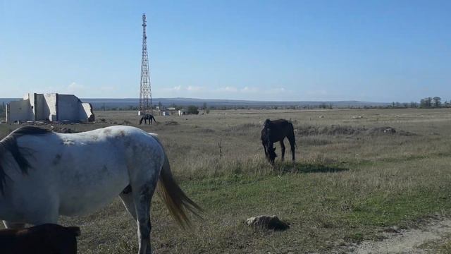 Жеребёнок и Лошадь!! п.Багерово Крым смотреть онлайн
