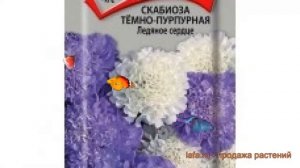 Скабиоза пурпурная Темно-пурпурная Ледяное сердце ? обзор: как сажать, семена скабиозы