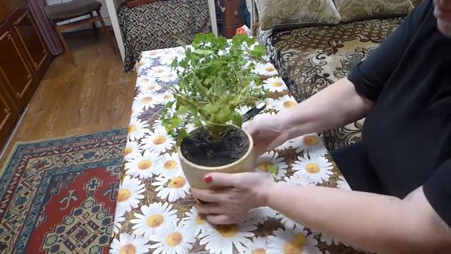 Обрезка и черенкование королевской пеларгонии смотреть онлайн