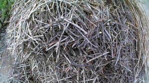 Как заготовить дрова из веток?