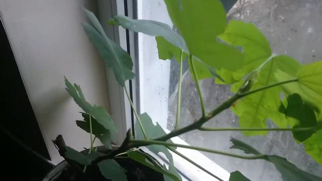 Саженец инжира после подкормки. смотреть онлайн