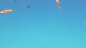 Мальдивы. Море с интересными рыбами GoPro.mp4