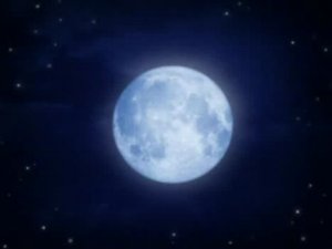 Мелюзга. 4. Две гусеницы