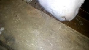 Как вылечить глаза у кролика?