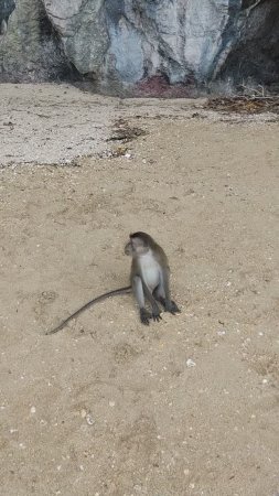Смелая обезьянка на пляже Таиланд, Пхукет. Экскурсия Джеймс Бонд.
Таиланд 2024 за 50 тыс. Тутси влог