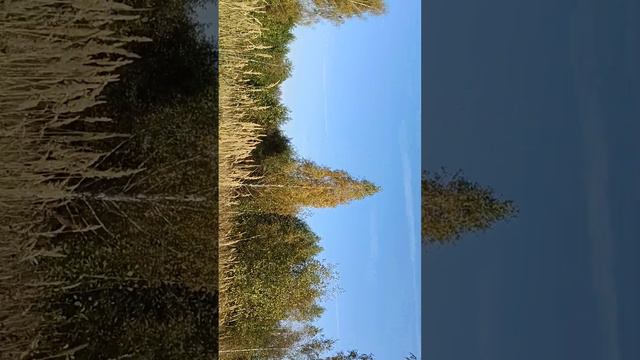 😪 тот самый момент, когда мой серый кот защитил меня от змеи, а я и не поняла сразу... смотреть онлайн