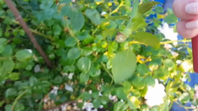 ЧЕРЕНКОВАНИЕ РОЗ. Корни через 10 дней. смотреть онлайн