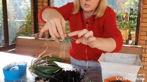 АНАНАС: РАССАДКА ДЕТОК