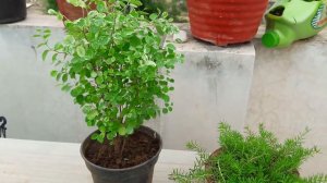 Best Indoor Plant - Snowbush Plant || How to Grow and Care Snowbush Plant || Fun Gardening || 6 Jun