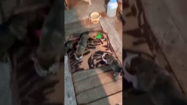 2 Щенки бездомыши. Они в безопасности. Ои кормят, немного подросли, булем искать Дом.