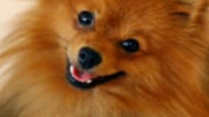 ТОП 5 Самых няшных пород собак .