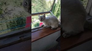 Кошка спрыгнула с балкона 5 этажа. Экстрим