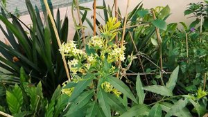 ЦЕСТРУМ ночной. ноктюрн (Cestrum nocturnum)
