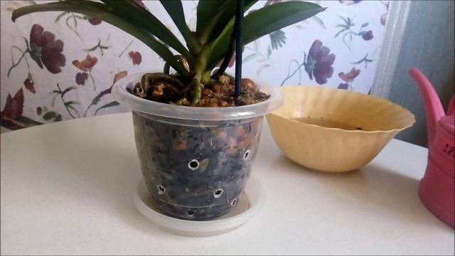 Первый полив после пересадки))) Мои хитрости))) смотреть онлайн