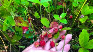 Собираю лесные ягоды Июль 2022 год Земляника и Клубника // Без озвучивания // Звуки природы