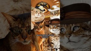 ЭТОТ ОТДЫХ ИЗМЕНИЛ ЖИЗНЬ КОТИКОВ НАВСЕГДА! КОТОСЕРИАЛ "ПРИКЛЮЧЕНИЯ В МАЙАМИ"(ВСЕ СЕРИИ)