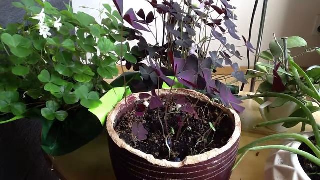 Oxalis смотреть онлайн