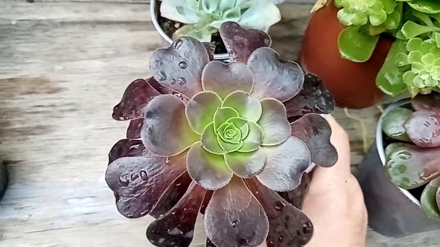 Комнатные растения. Новички и компания. смотреть онлайн