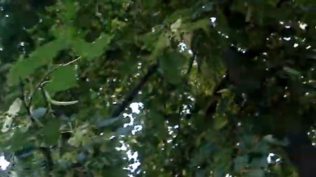 липа-это дерево.MPG смотреть онлайн