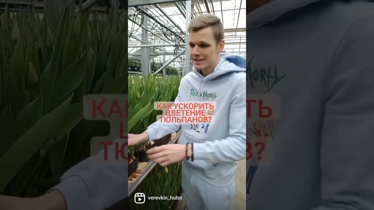 Как ускорить цветение тюльпанов? #выгонкатюльпанов #веревкинхутор #тюльпаны