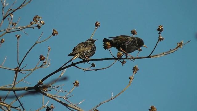 Скворцы весной прилетели домой смотреть онлайн