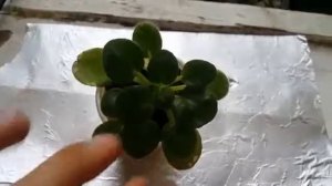 Селекция фиалок  Мини фиалки , полумини фиалки, микро фиалки  Часть 51