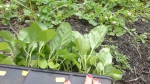Высадка баклажан в грунт Первая подкормка
