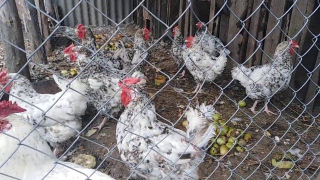 куры. порода ПУШКИНСКАЯ. самая лучшая порода. несет крупные яйца. непрехотливая. смотреть онлайн