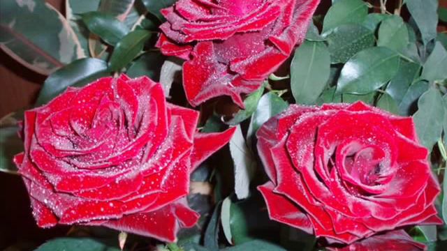 Грузинская песня ( Булат Окуджава) смотреть онлайн