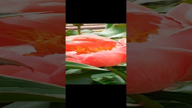 CORAL SUNSET 17/90/E
