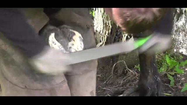 Расчистка кривого копыта лошади. Docent A.D. Stepanov, ПДАТУ смотреть онлайн