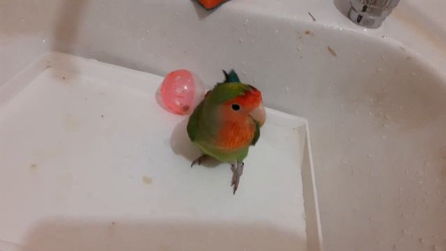 Кешка моет свой поддон от клетки смотреть онлайн