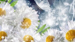 Футаж-фон  Ромашки. Video Background HD 1080.