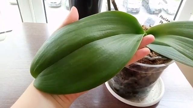 21. Фаленопсис Фантом (Phalaenopsis Phantom) шикарное цветение. смотреть онлайн