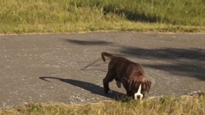 Щенки Клип Лира