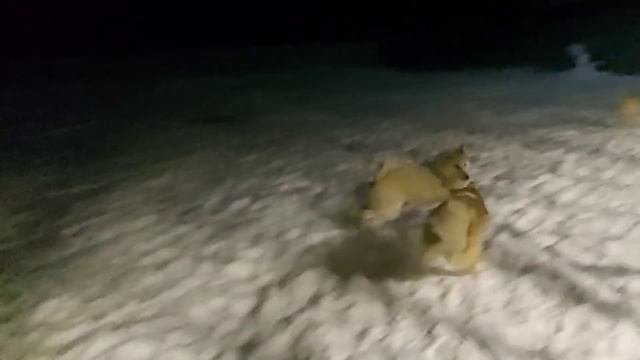 Кормлю лаек в мороз смотреть онлайн